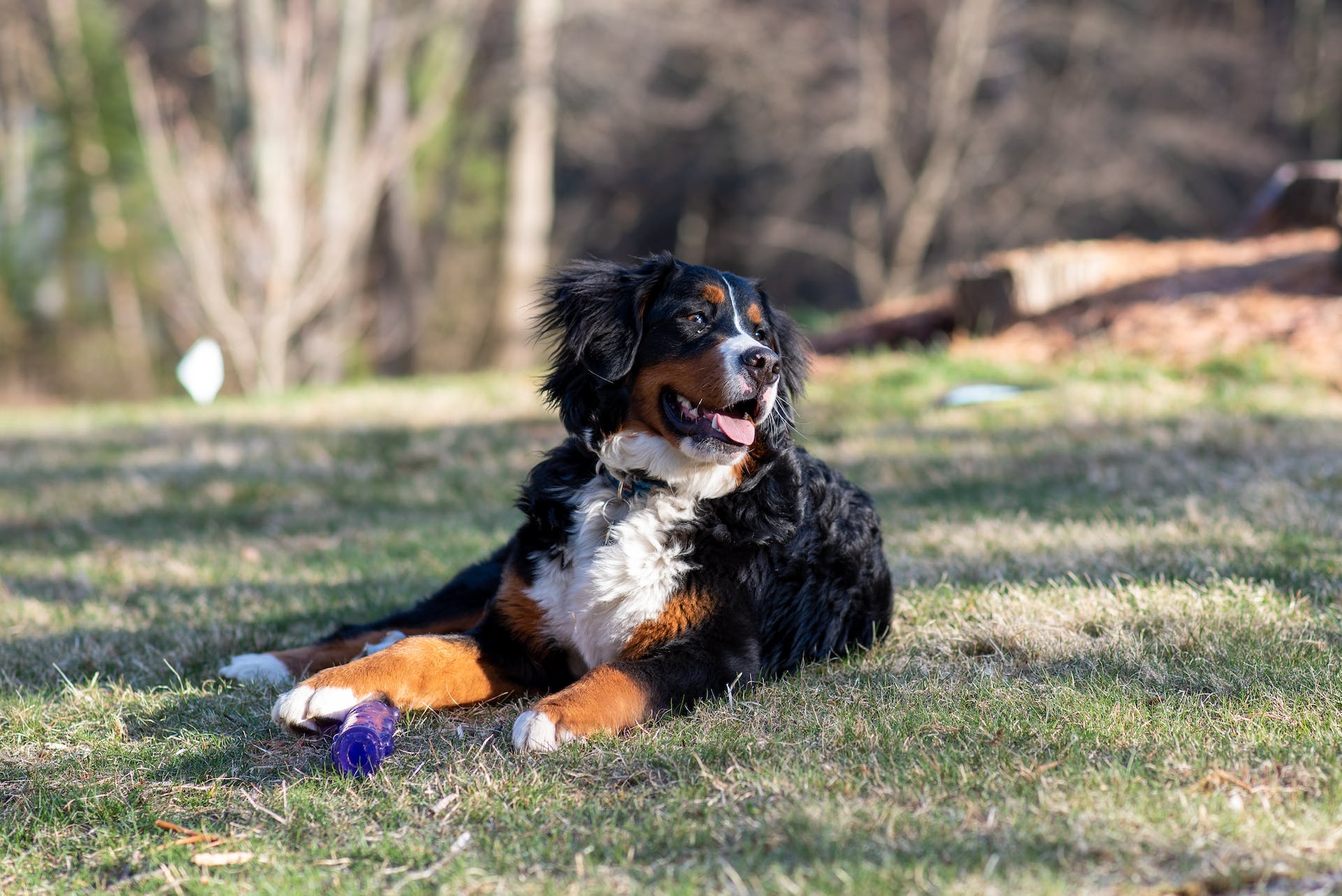 En bernerhund med leken sin ute på plenen i vårsolen