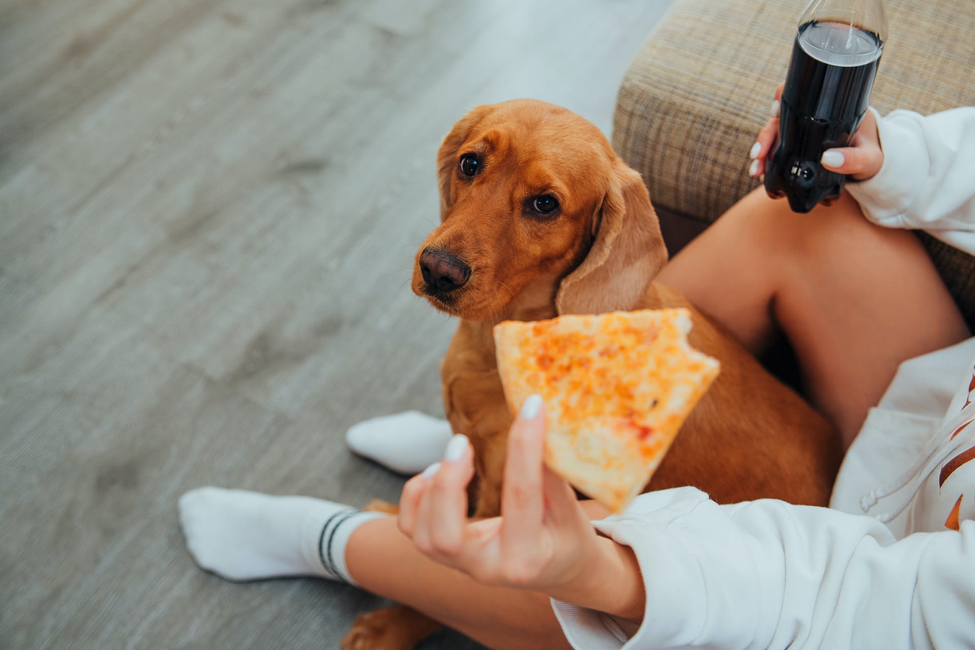 A dog looking up at a woman eating pizza