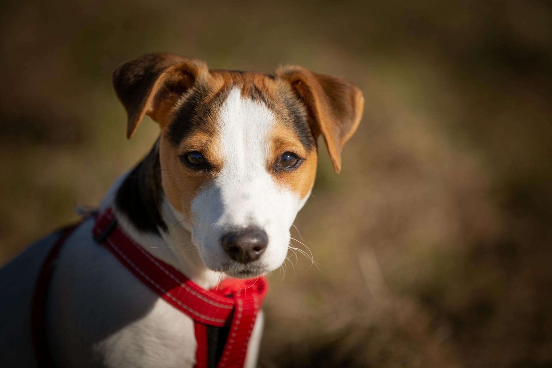 A Jack Russell terrier sitting in a garden