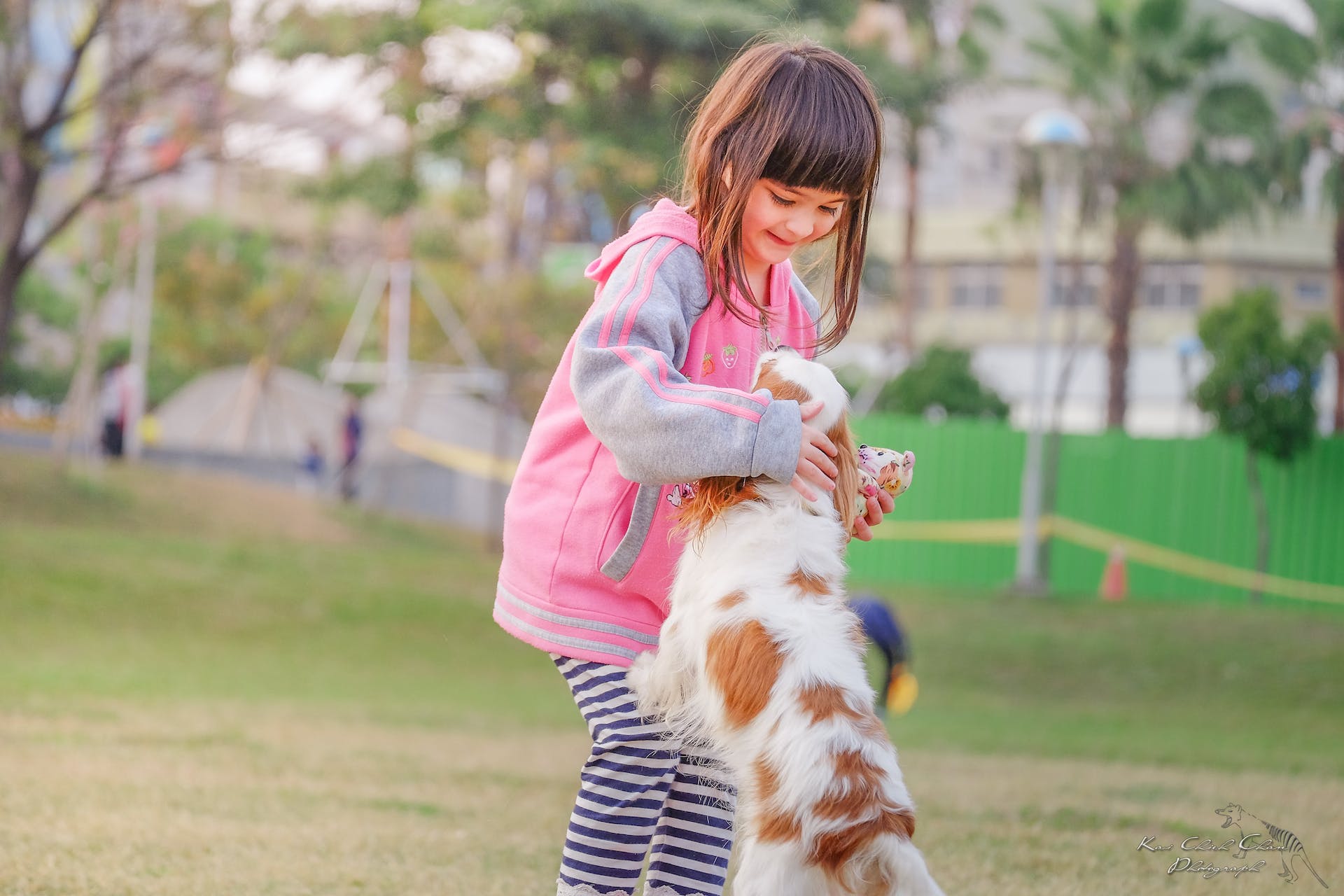 A little girl playing with a Spaniel puppy outdoors