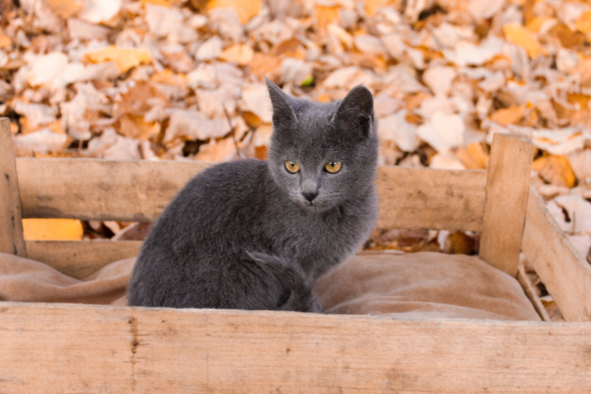 An outdoor cat sitting inside a wooden crate with a blanket