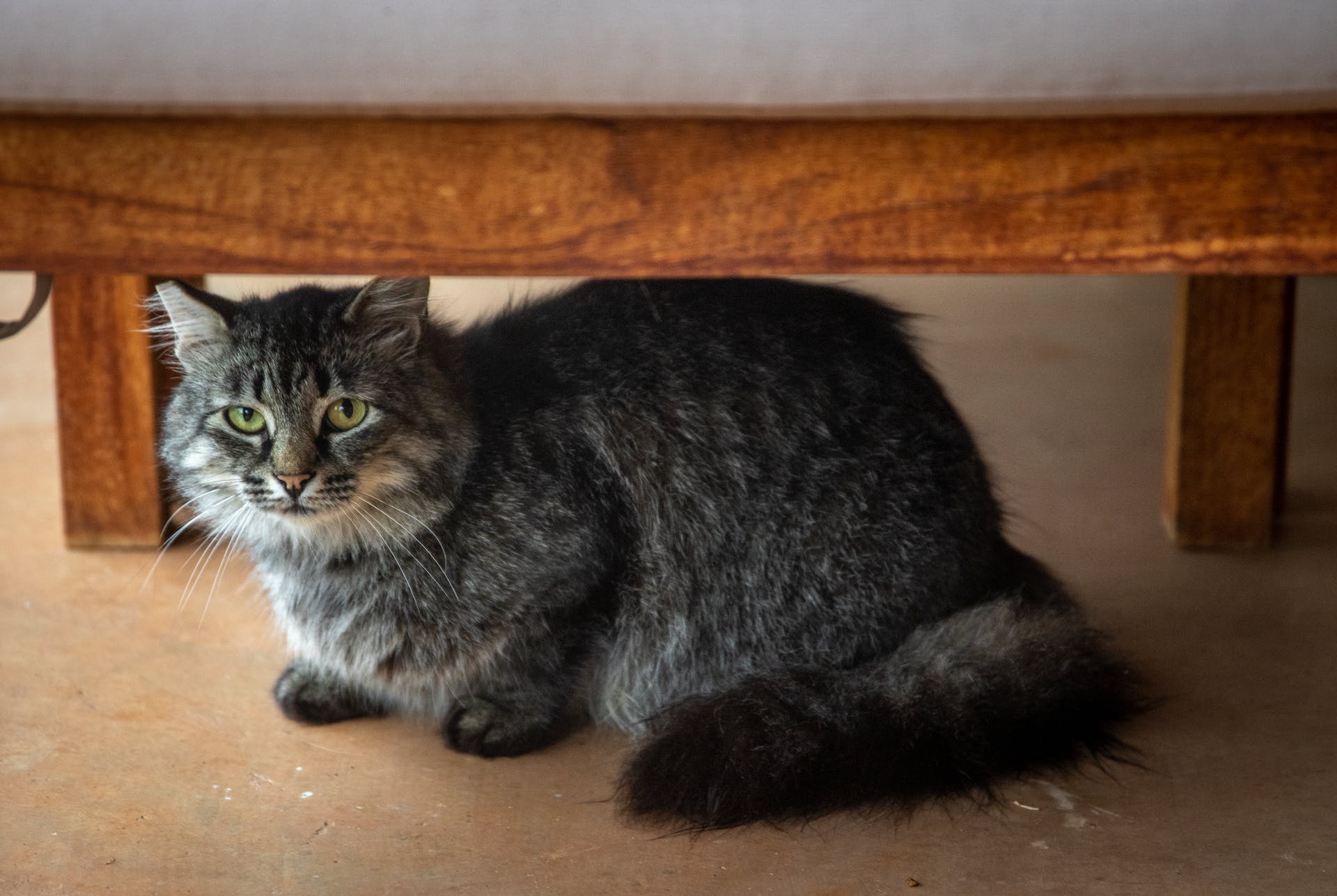 A cat hiding under a bed