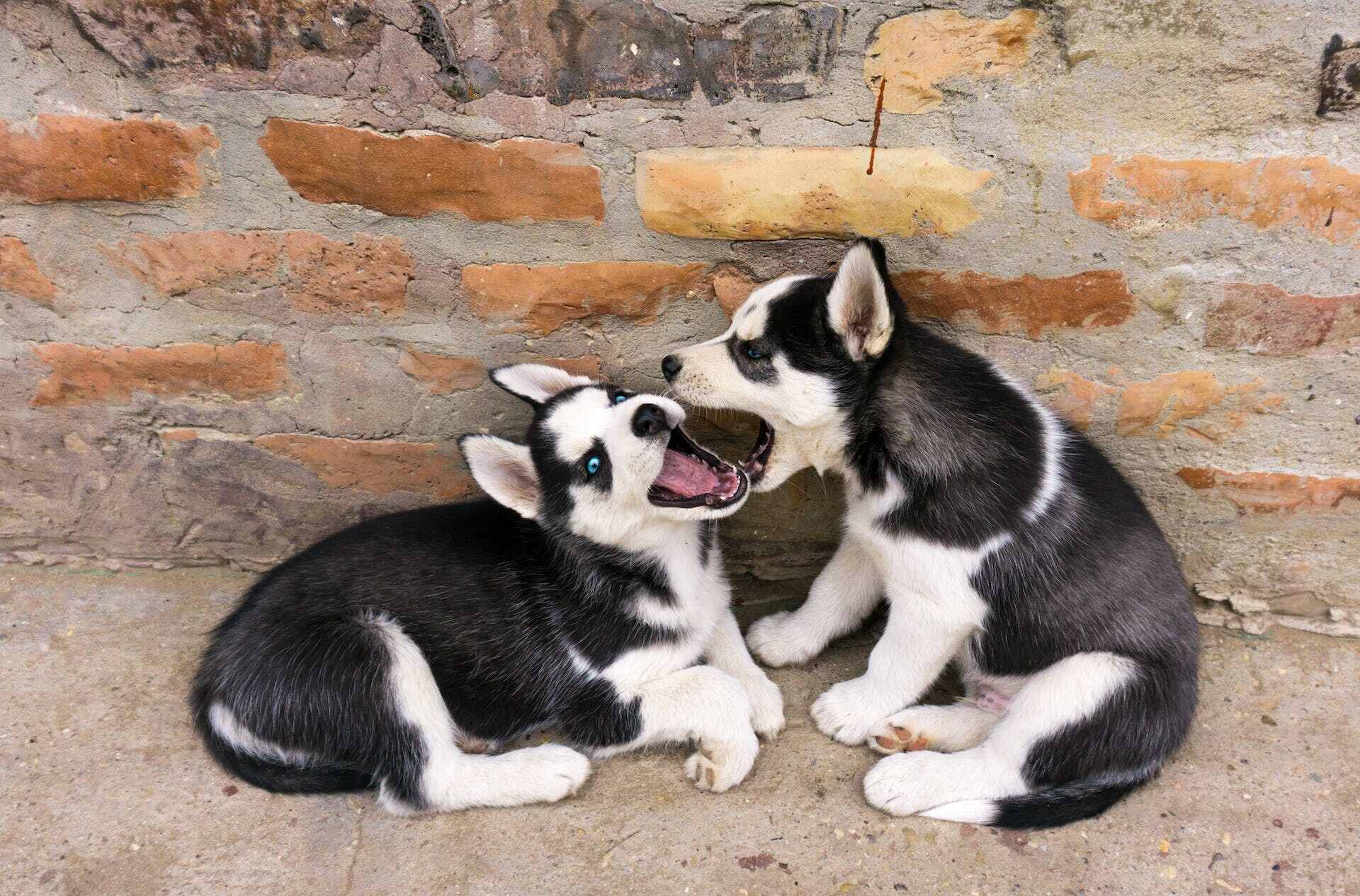 Two Husky puppies play fighting outdoors