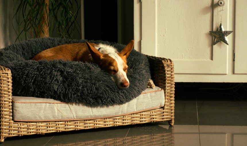 A dog sleeping on a soft dog bed indoors