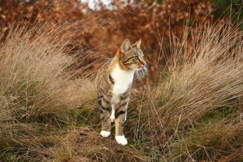 un chat debout entre des touffes d'herbe sèches en bordure d'une forêt automnale