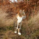 A cat wandering through an open grassy field