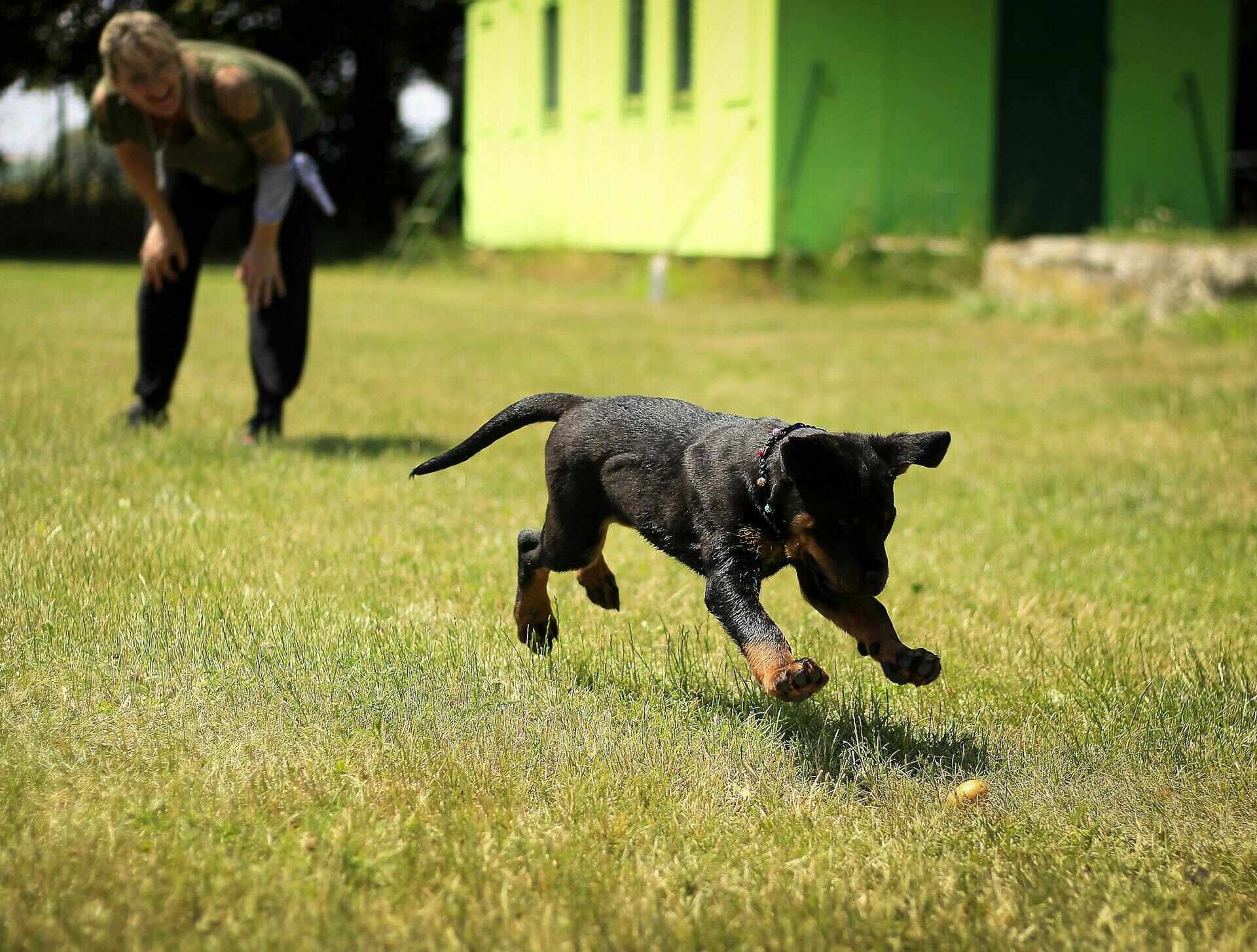 A puppy at a training camp with the trainer in the background