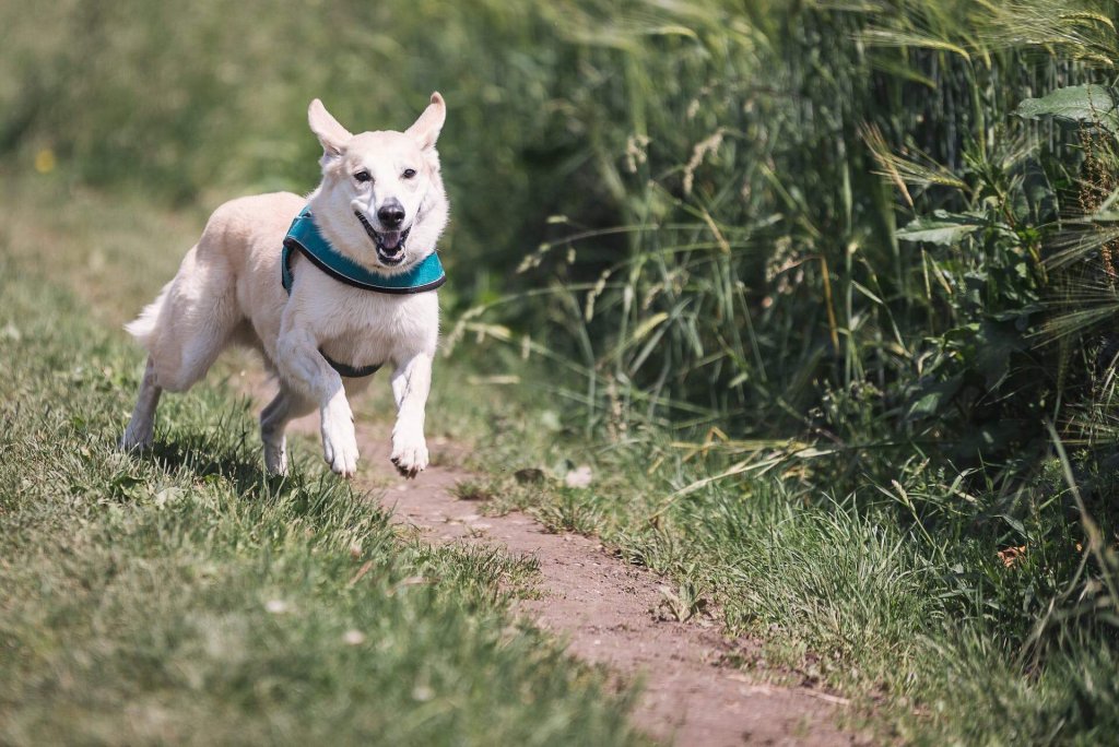 un chien blanc avec un collier bleu courant sur un chemin au bord d'un champ