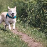 A dog running away into a forested area