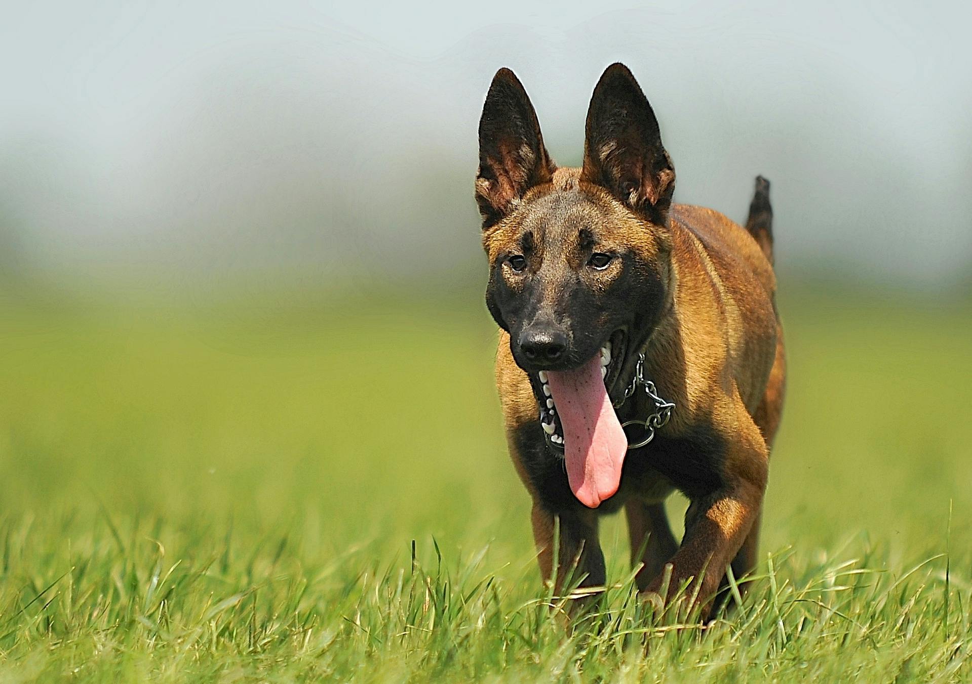 En belgisk fårehund som løper over en gressgrønn eng