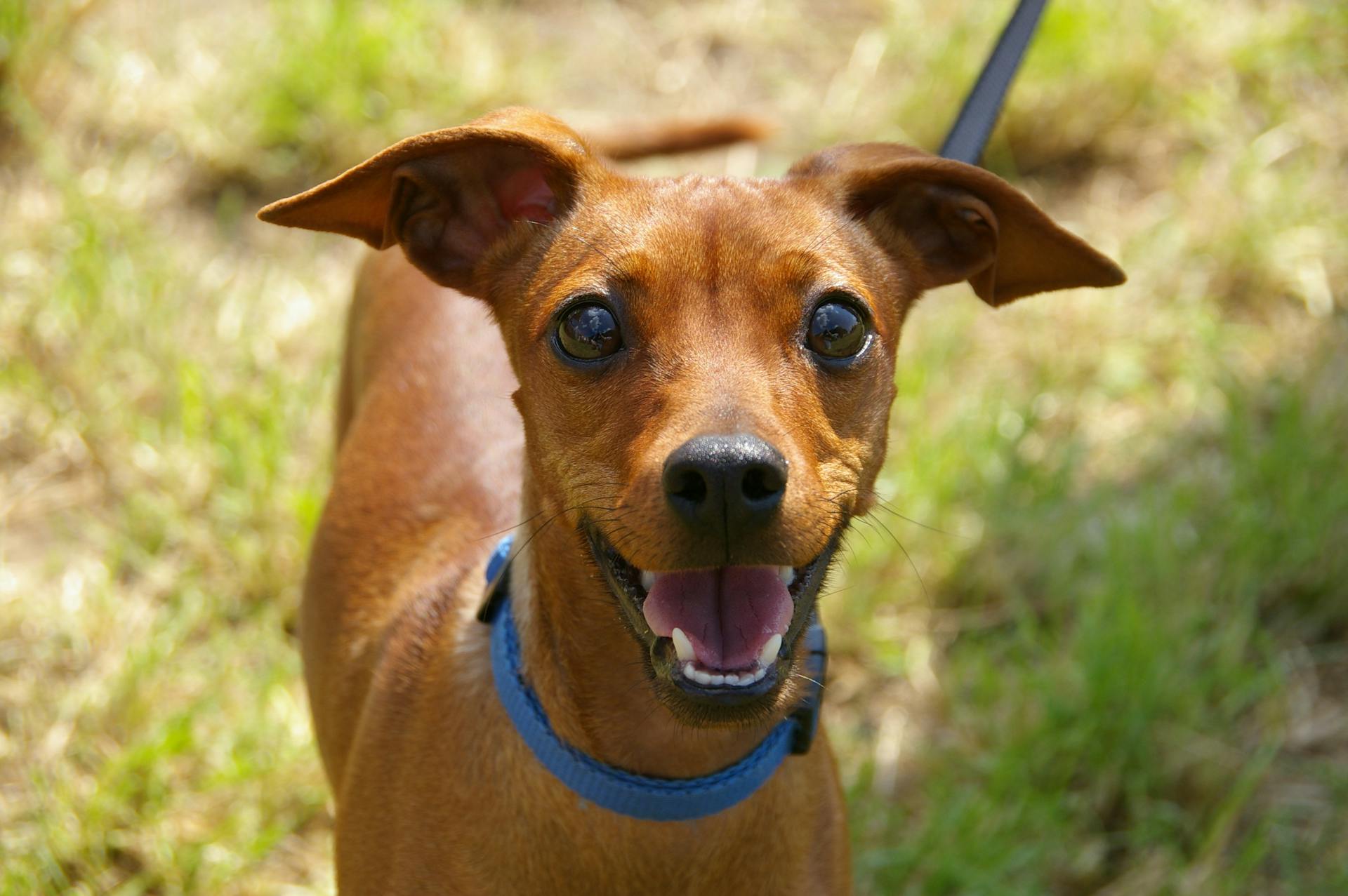 A puppy wearing a collar and leash