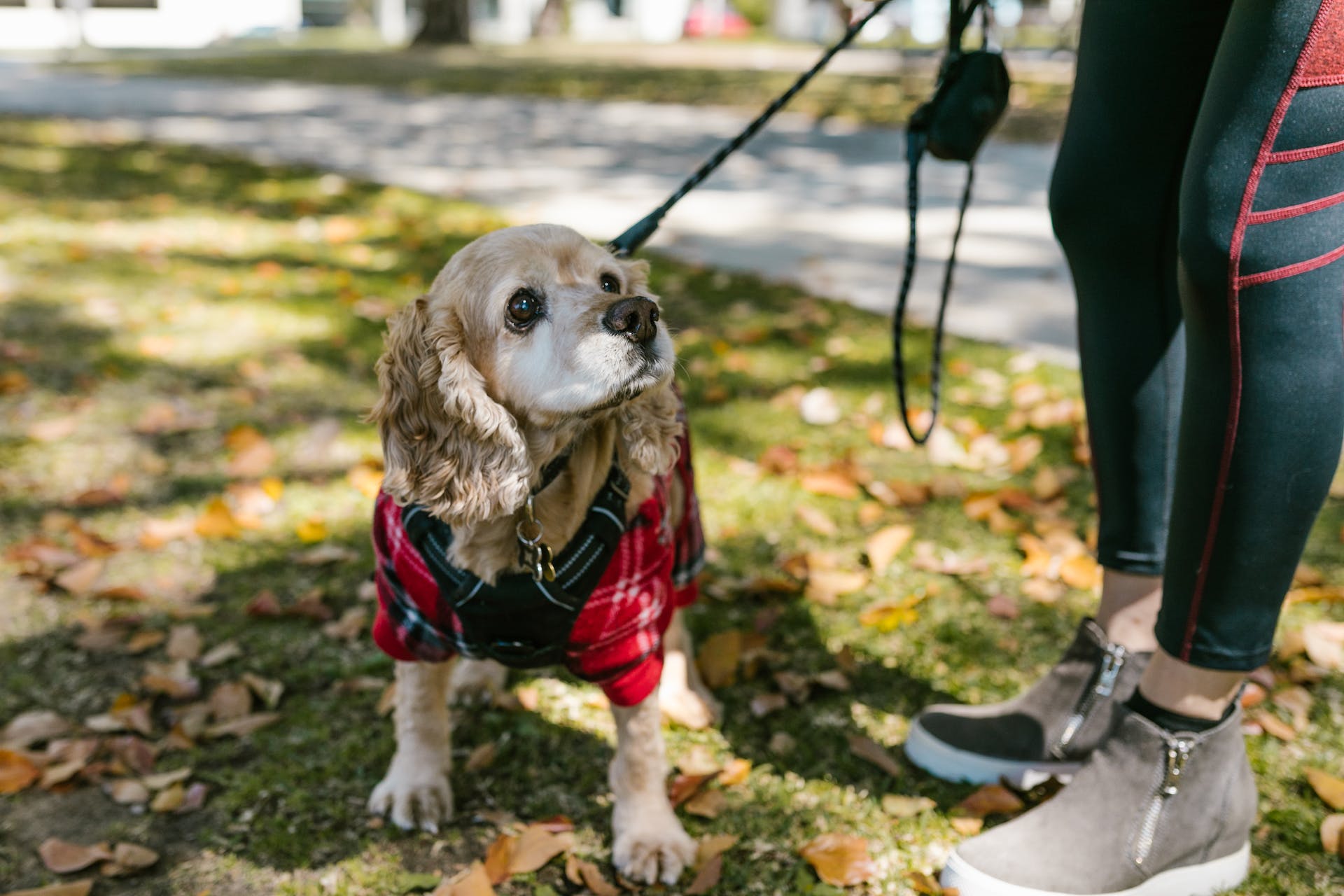 En cocker spaniel som går i bånd sammen med eieren sin utendørs