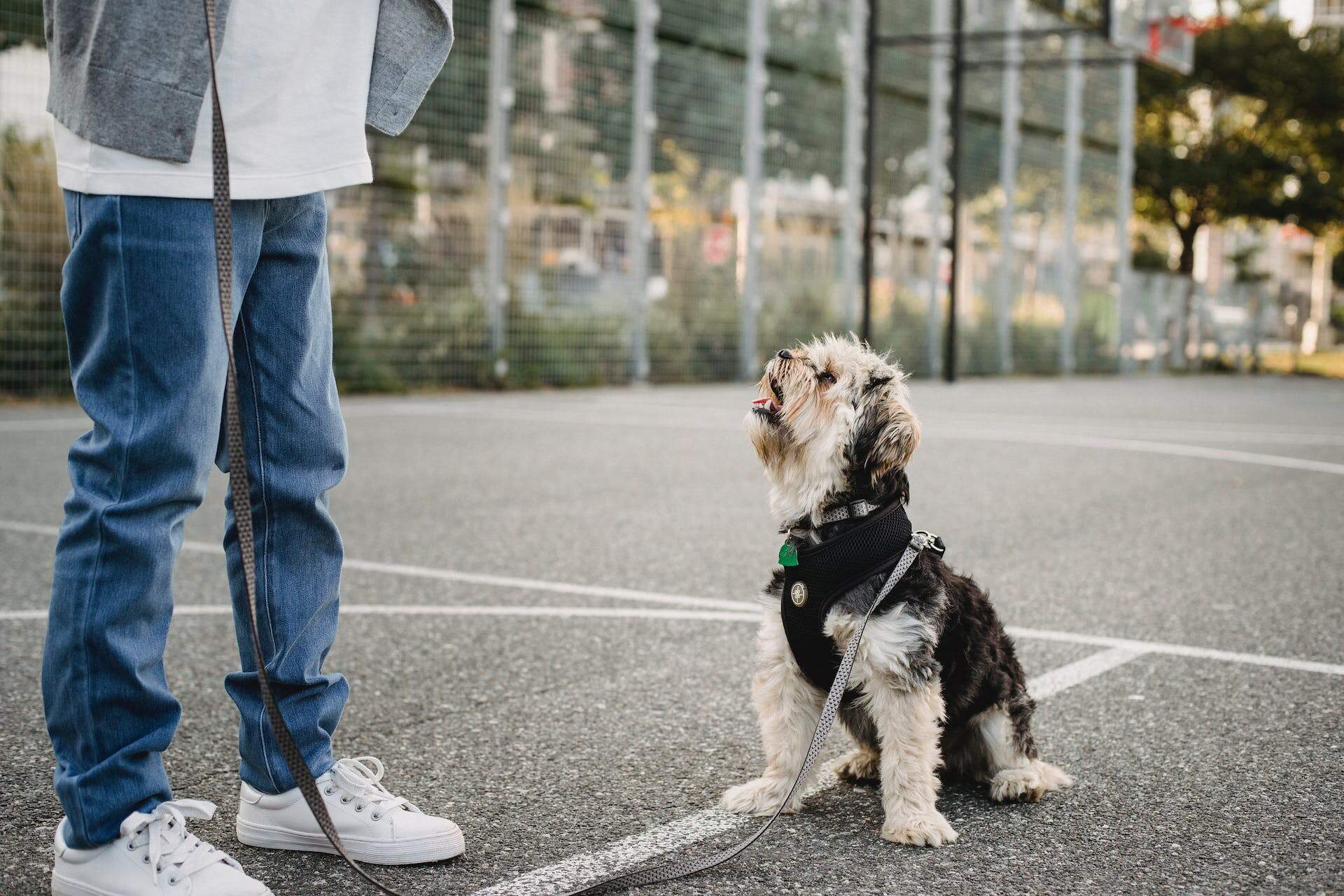 A man standing next to a dog in a city, holding the lash