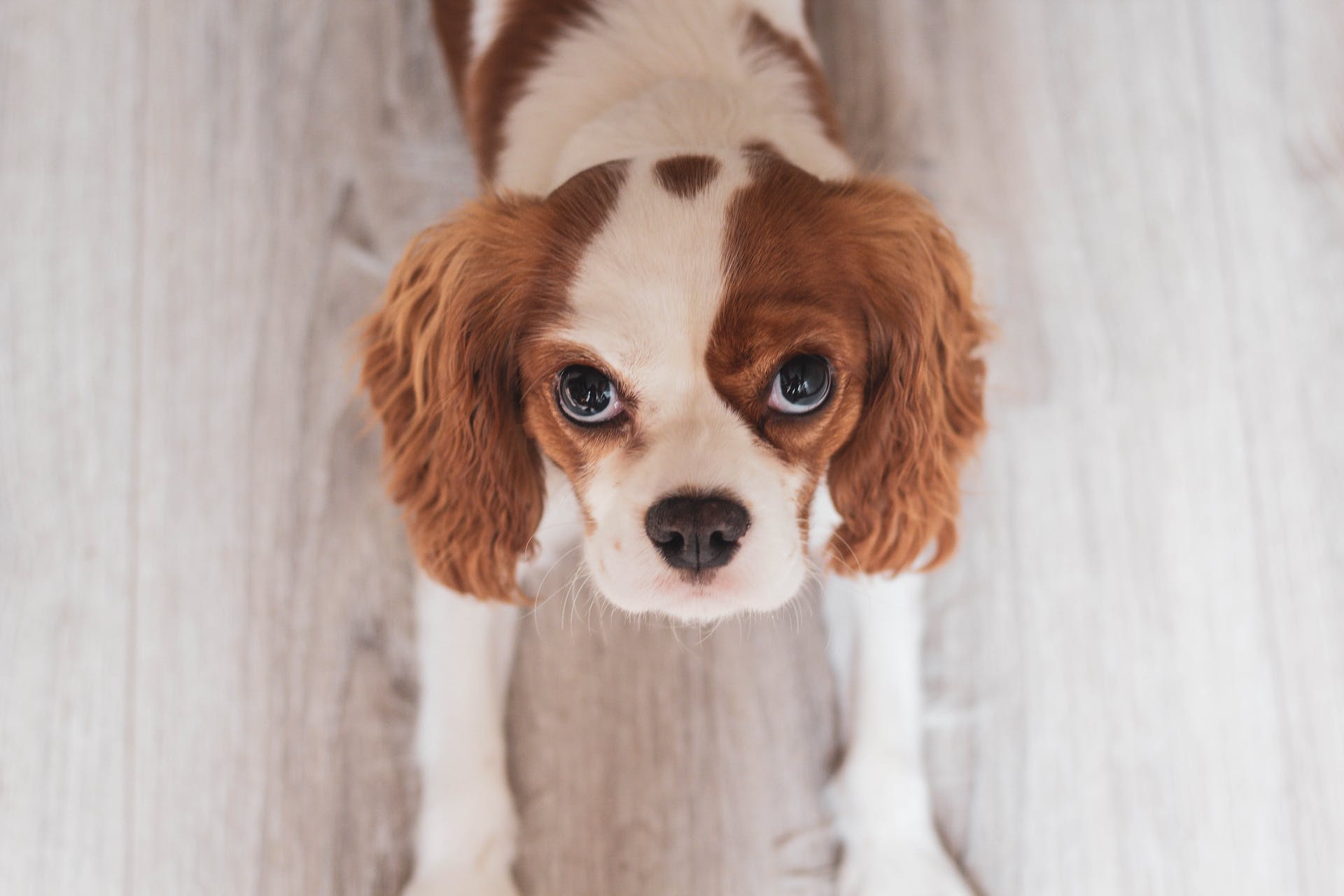 En liten Cocker Spaniel som sitter på gulvet og ser opp