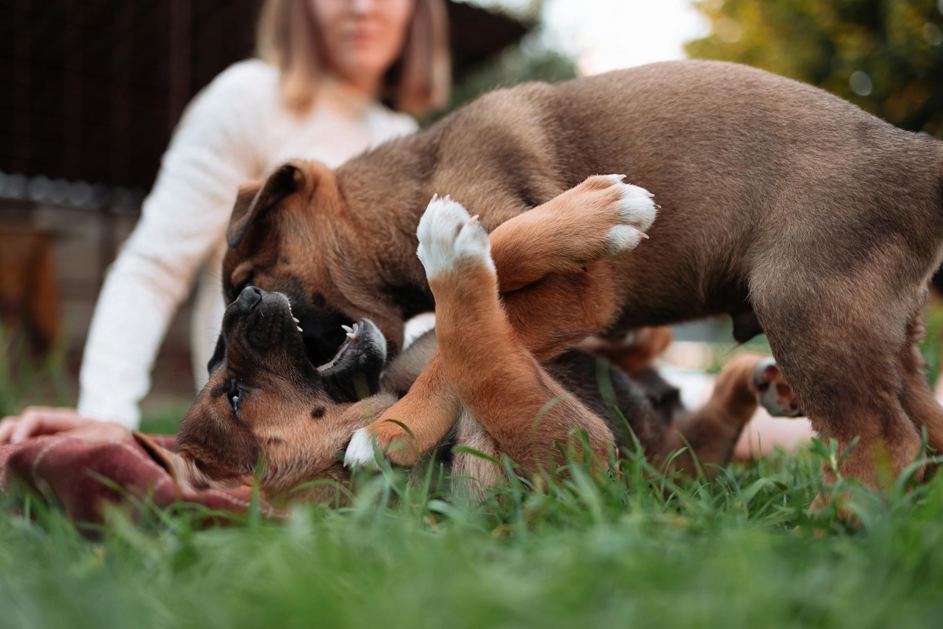 Two puppies roughhousing outdoors with a woman in the background