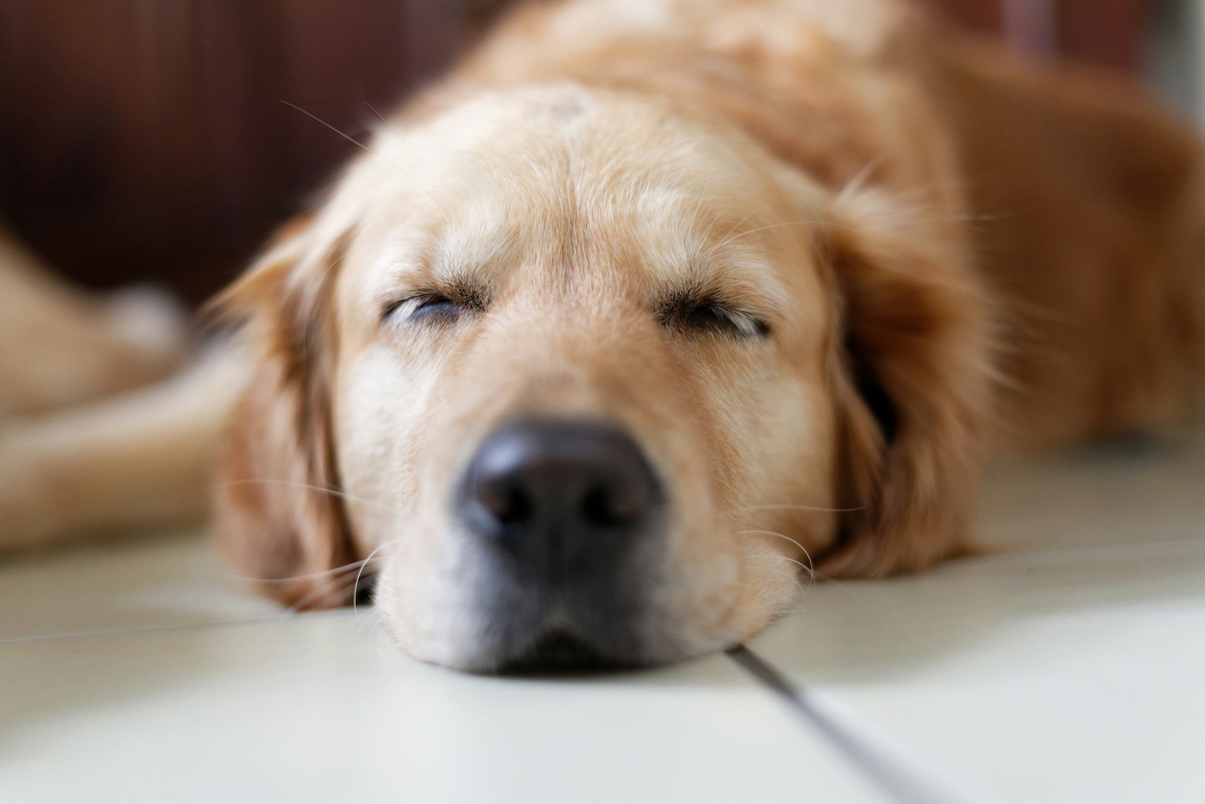 Retriever schläft am Boden