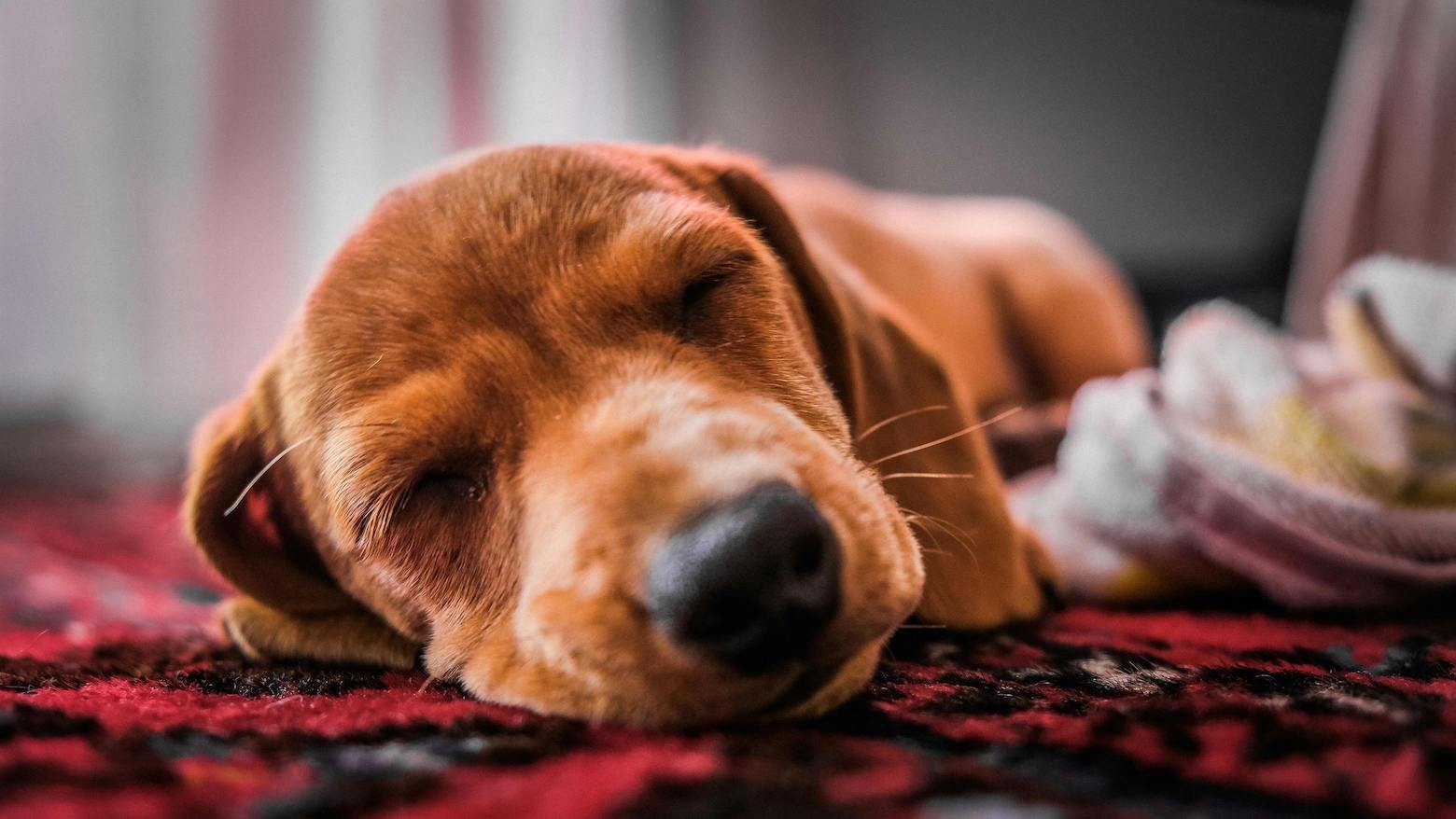 Nahaufnahme von schlafendem Hund