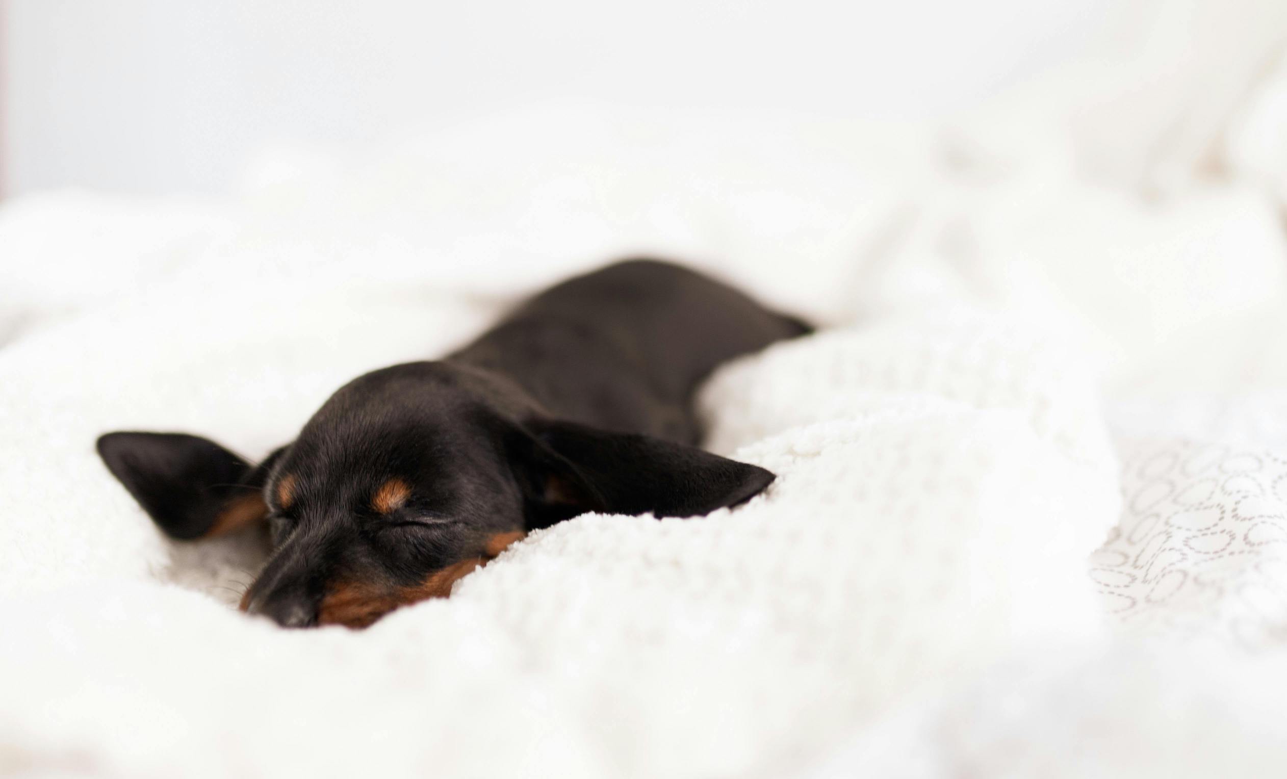 Kleiner Hund schläft auf dem Bauch in einem Bett