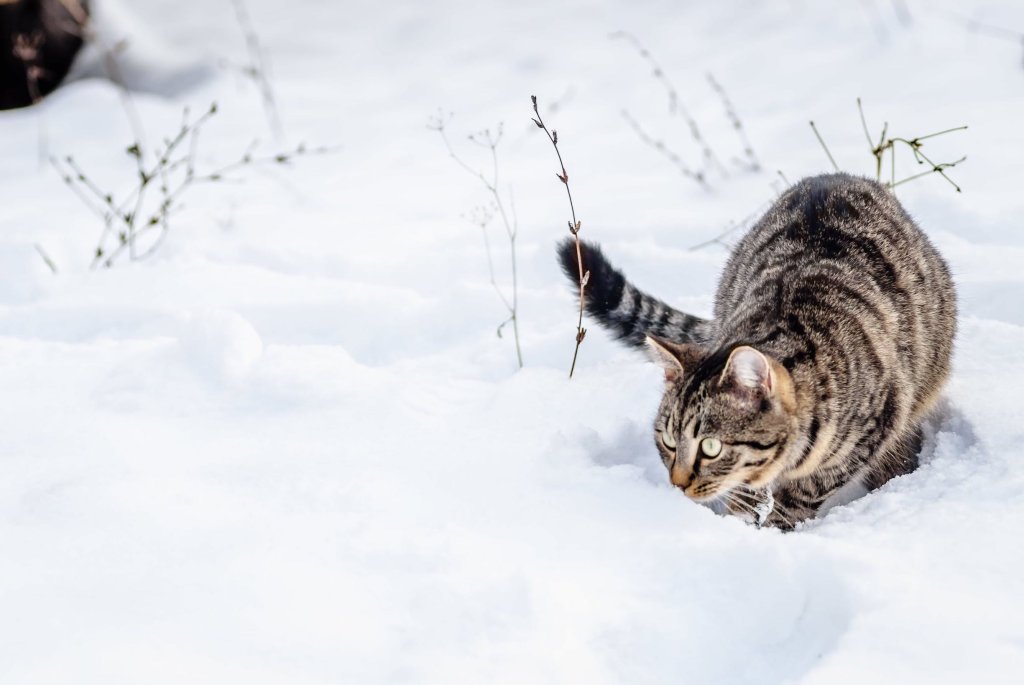 Katze im Schnee