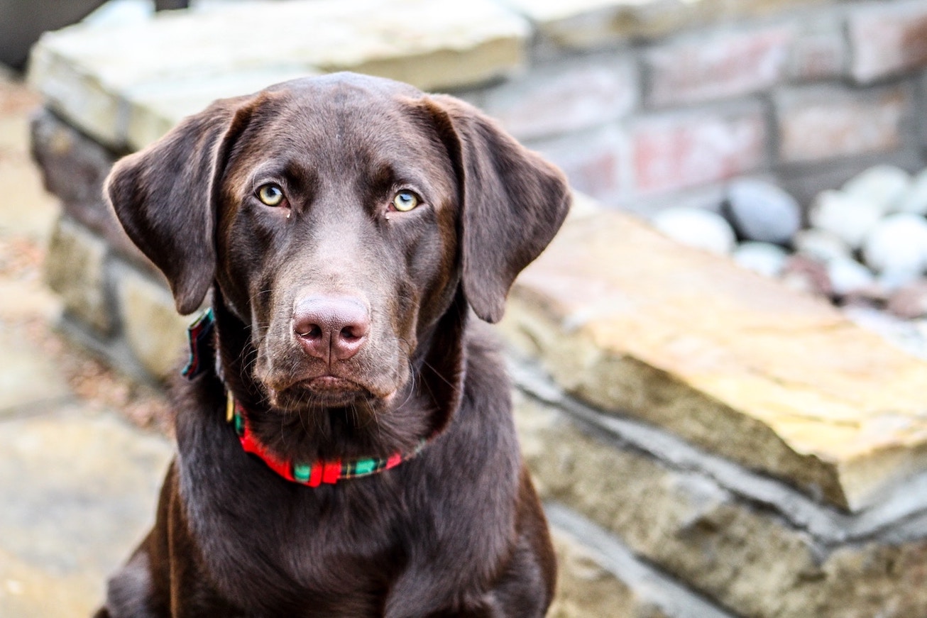 Brauner Labrador trägt Steckhalsband