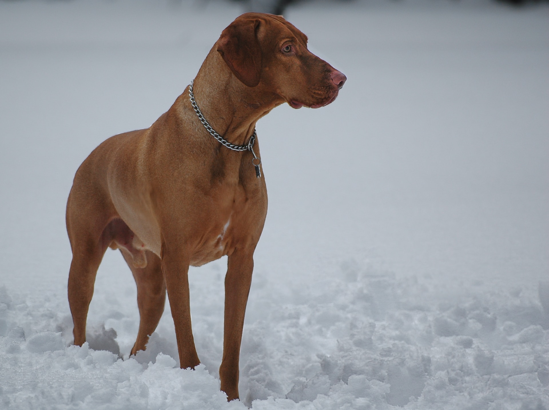 A Vizsla dog in the snow