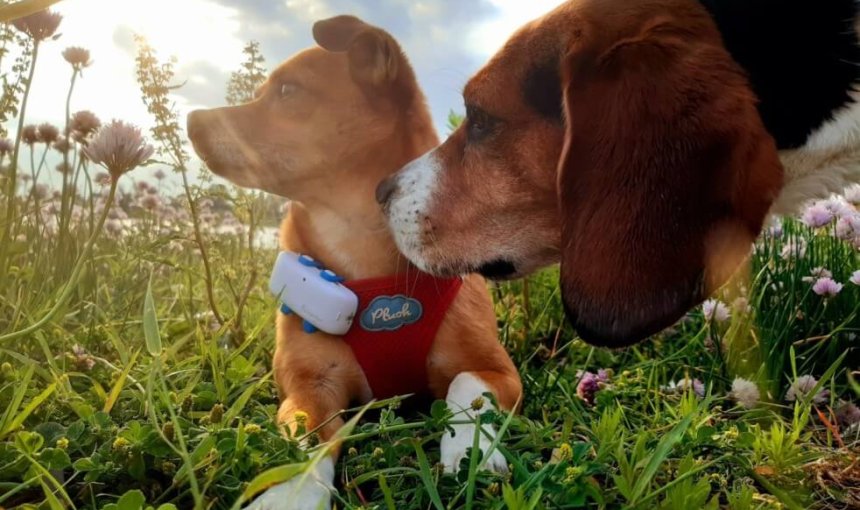 Honden met Tractive GPS-trackers die de natuur verkennen