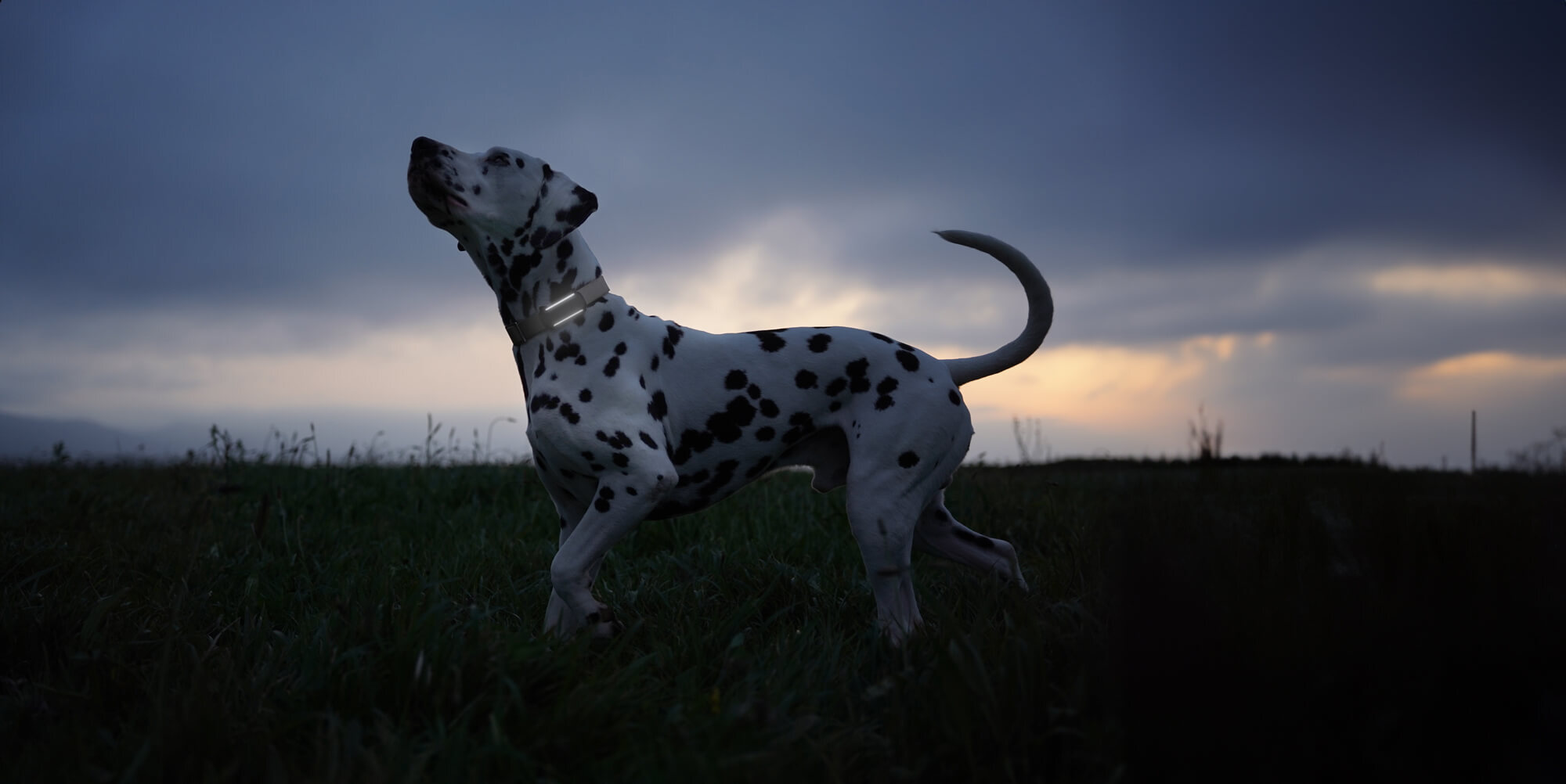 Dalmatiner trägt Dog 6 mit angeschaltetem LED in der Dämmerung