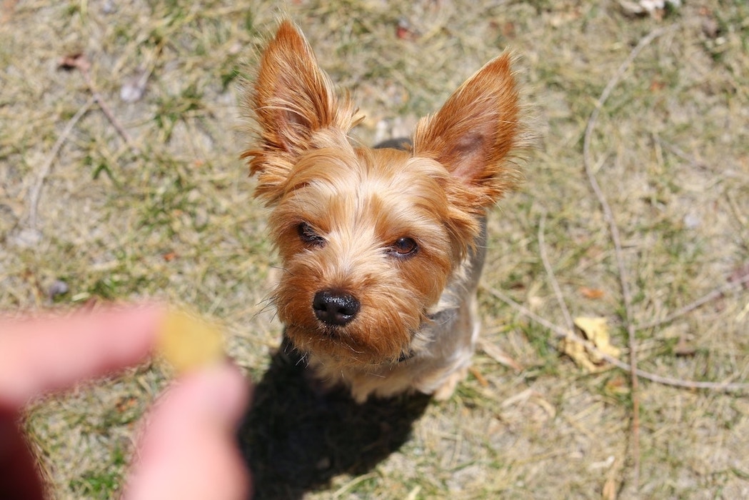 Kleiner Hund bekommt Leckerli