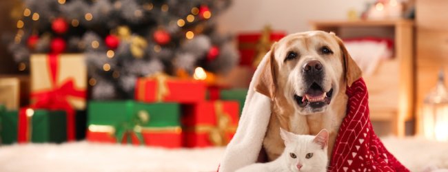 Hund und Katze unter einer Decke vor dem Weihnachtsbaum