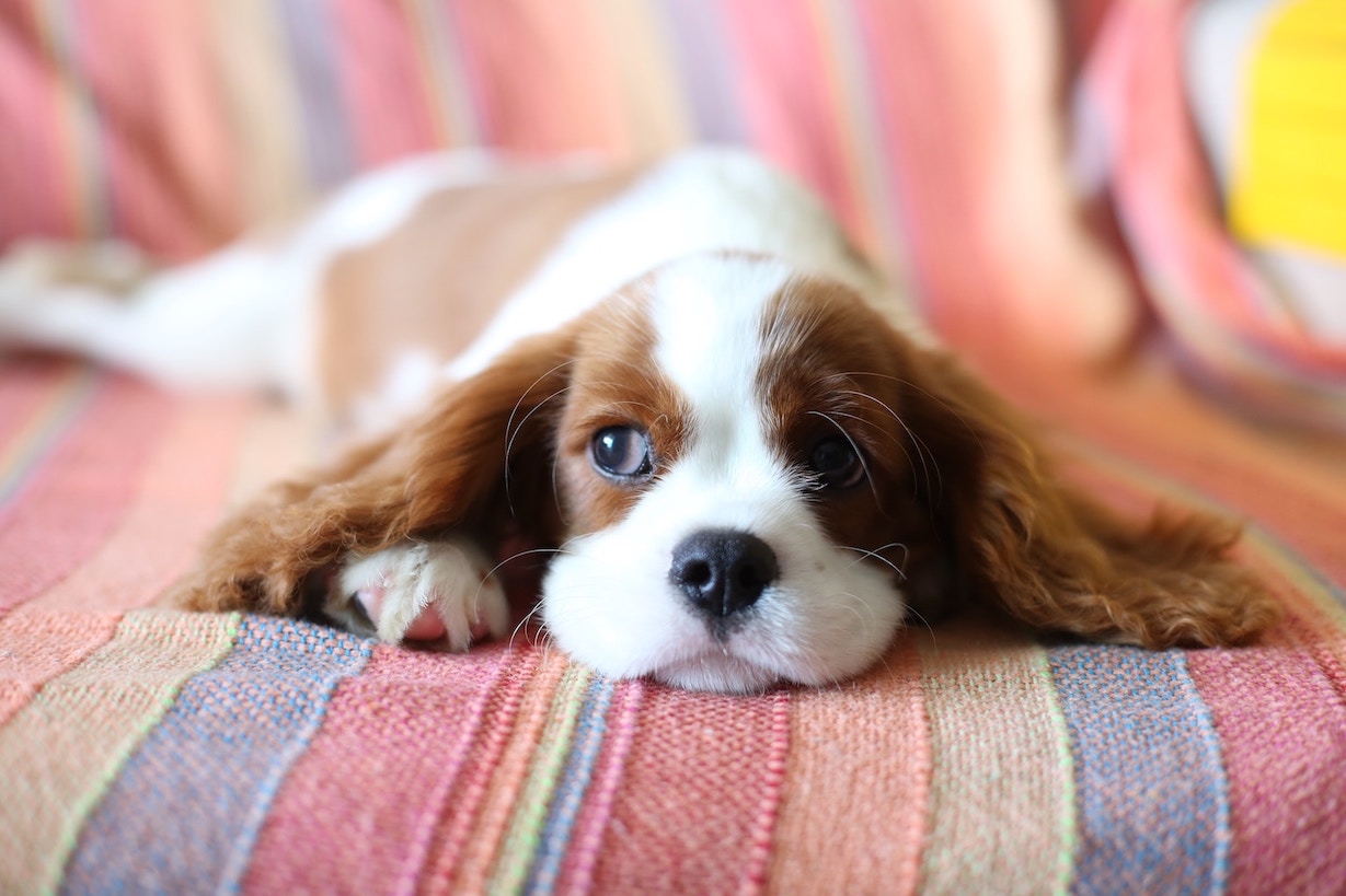 Weiß-brauner Hund liegt auf einer bunten Decke