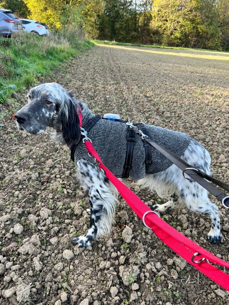 A Setter dog standing in a field wearing a leash, harness, and Tractive GPS tracker