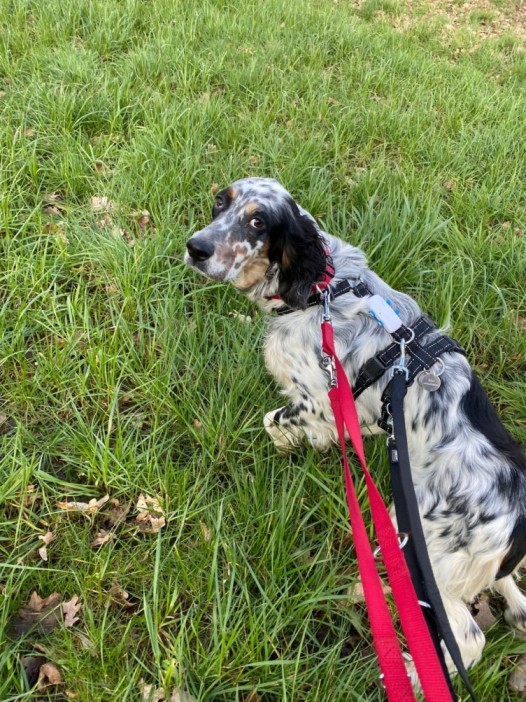 A Setter Rescue Netherlands rescue dog wearing a leash and harness with a Tractive GPS tracker