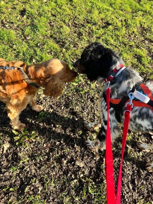 Two dogs interacting in an open field