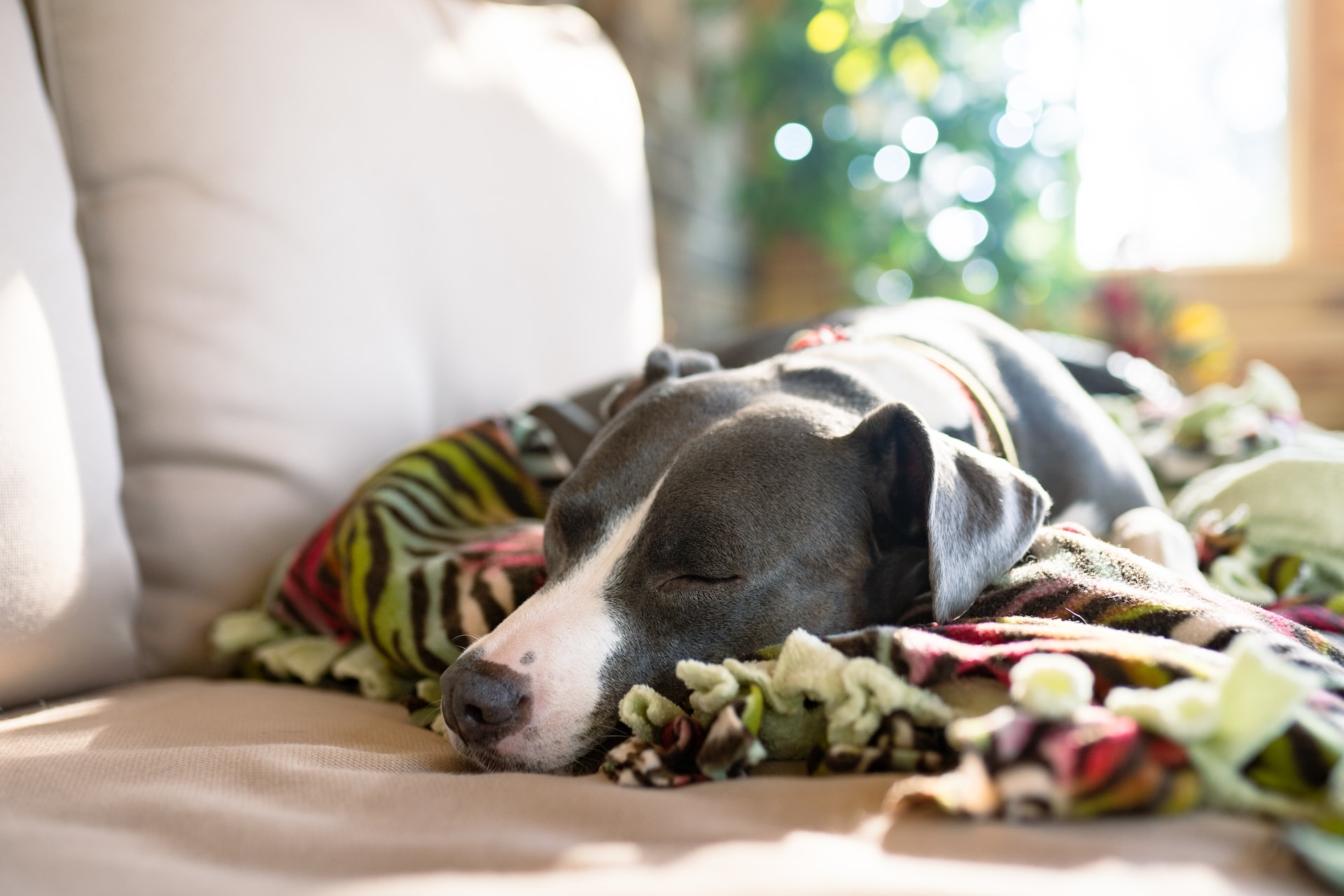 En syk hund som tar en lur på sofaen