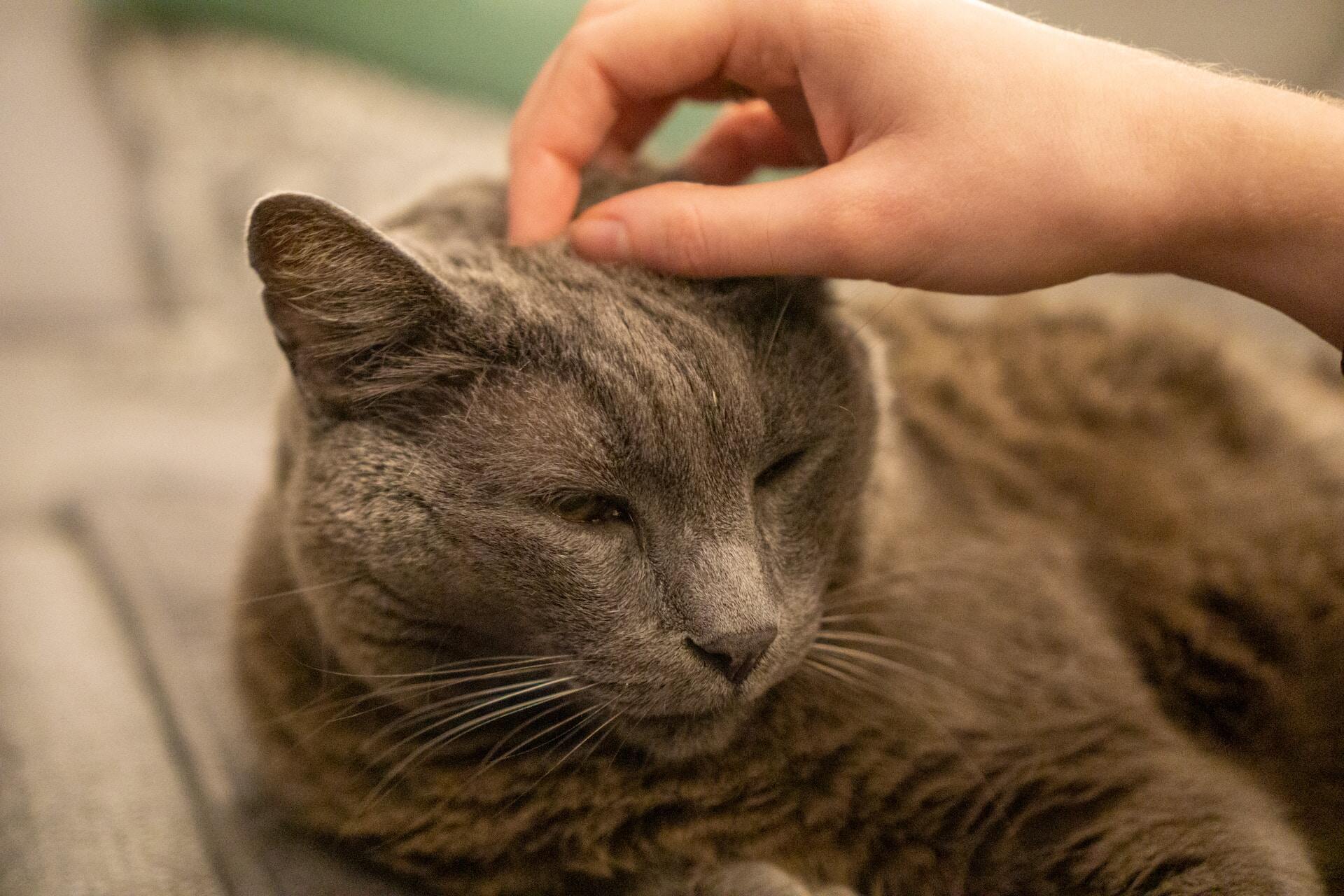 A grey older cat sitting on a couch