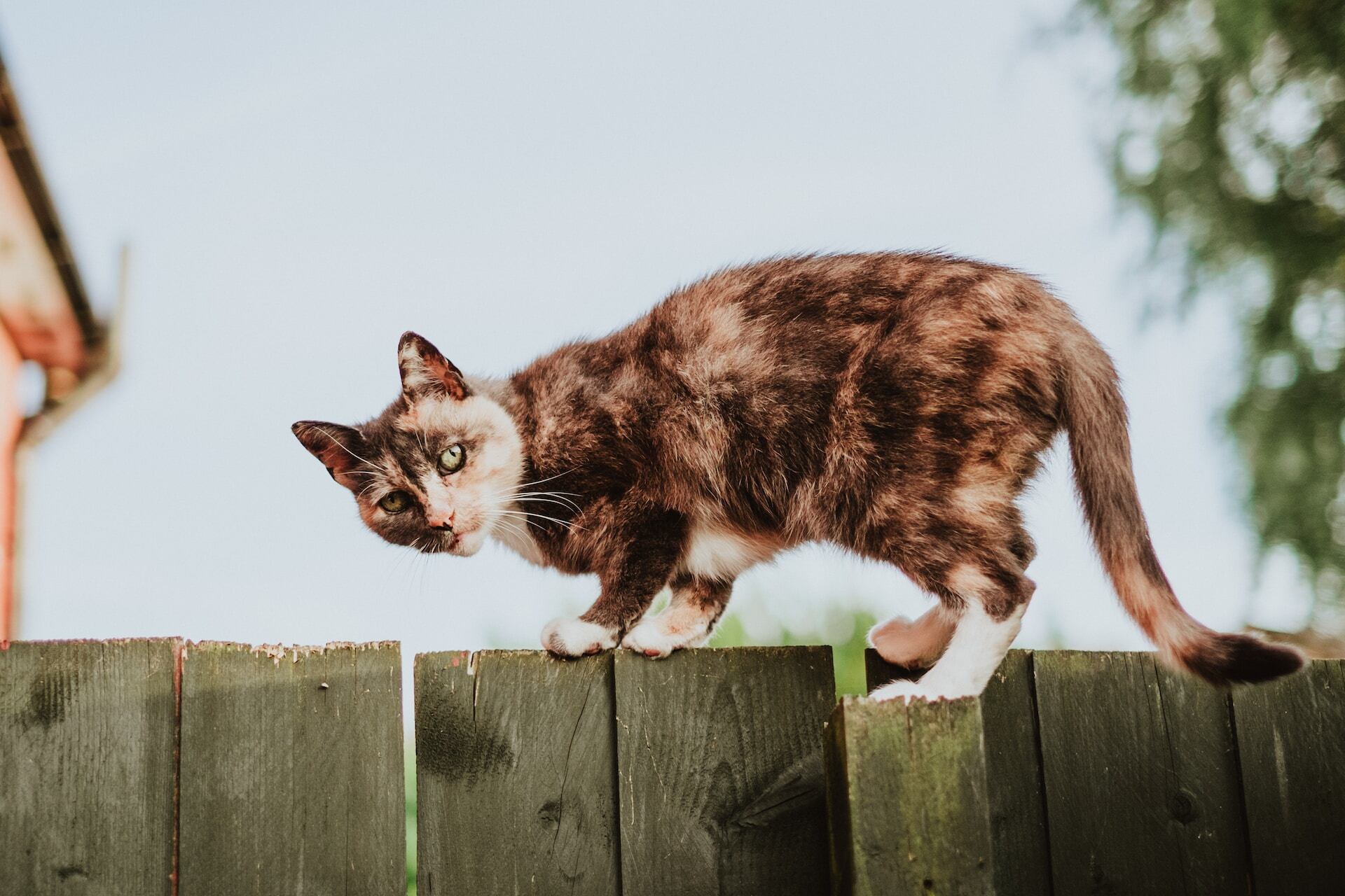 A cat perched on a wooden fence outdoors