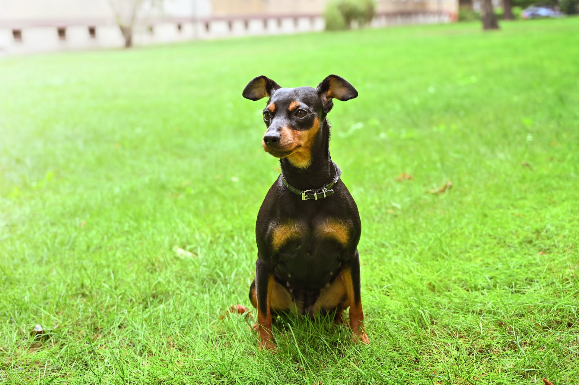 A Miniature Pinscher sitting outdoors in a park