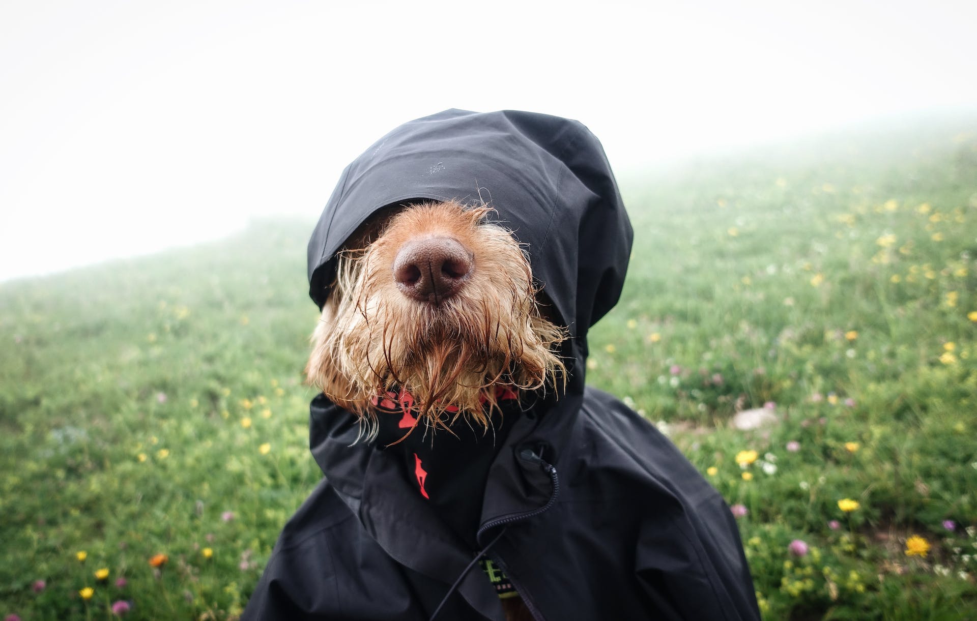 En hund iført regnfrakk på en regnfull dag ute på et tåkelagt jorde