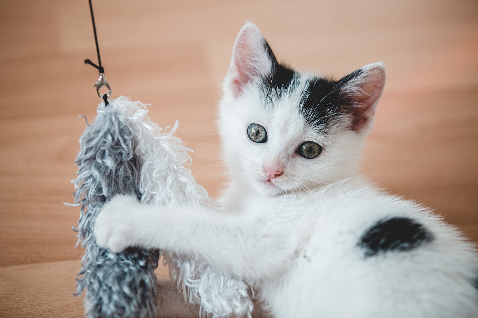 A cat playing with a feather toy on the floor