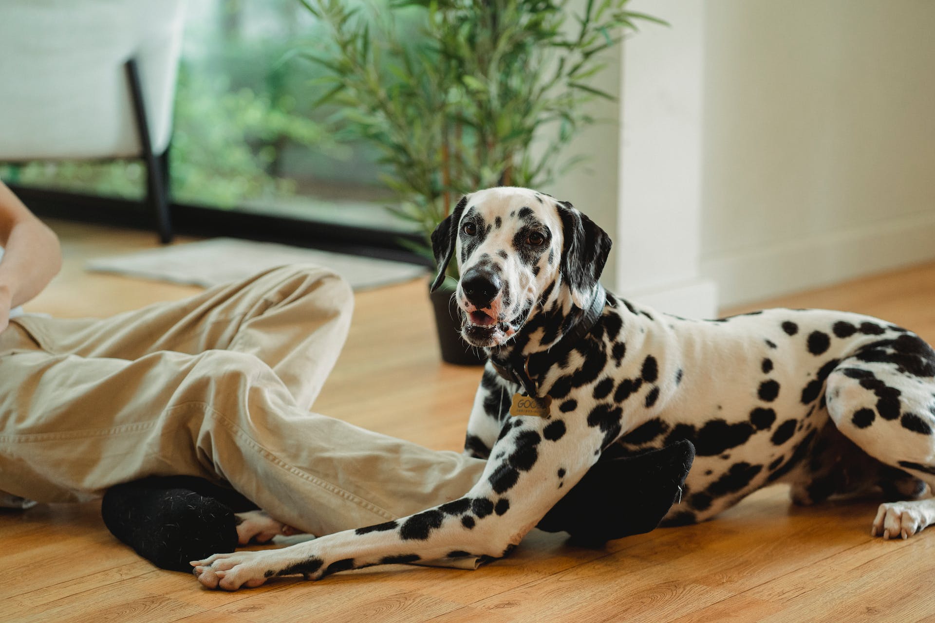 A Dalmatian sitting by a man's legs indoors