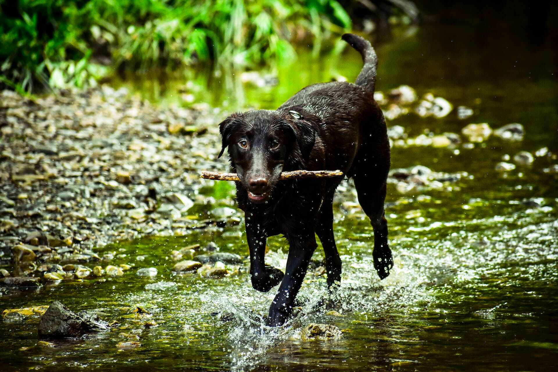 En svart hund som plasker i en dam mens den holder en pinne i munnen