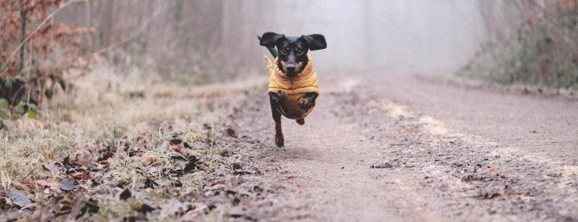 A Dachshung running through a forest path