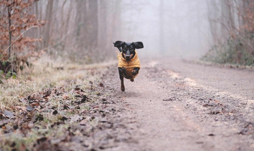 A Dachshung running through a forest path