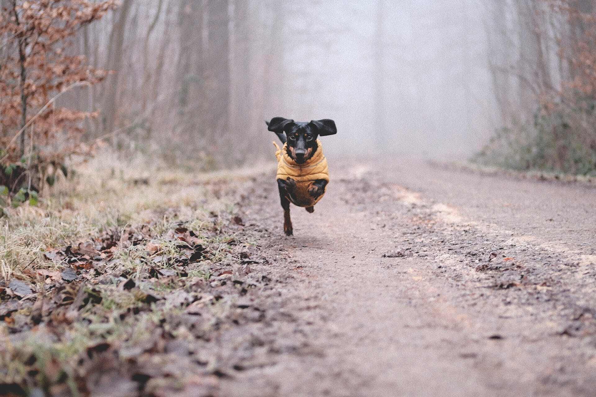 A Dachshund wearing a yellow vest running off into the woods 