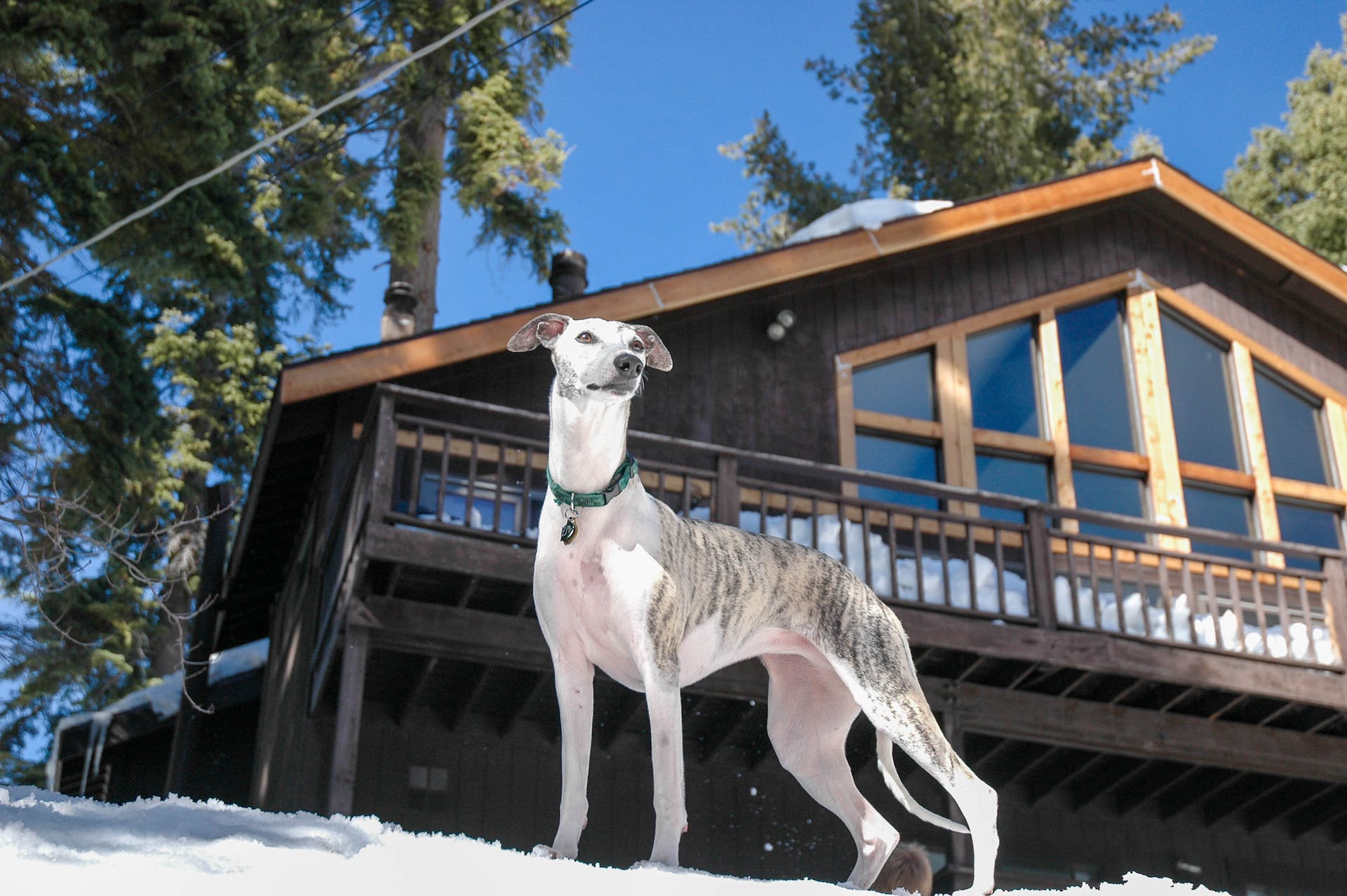 A Greyhound standing outside a house in the snow