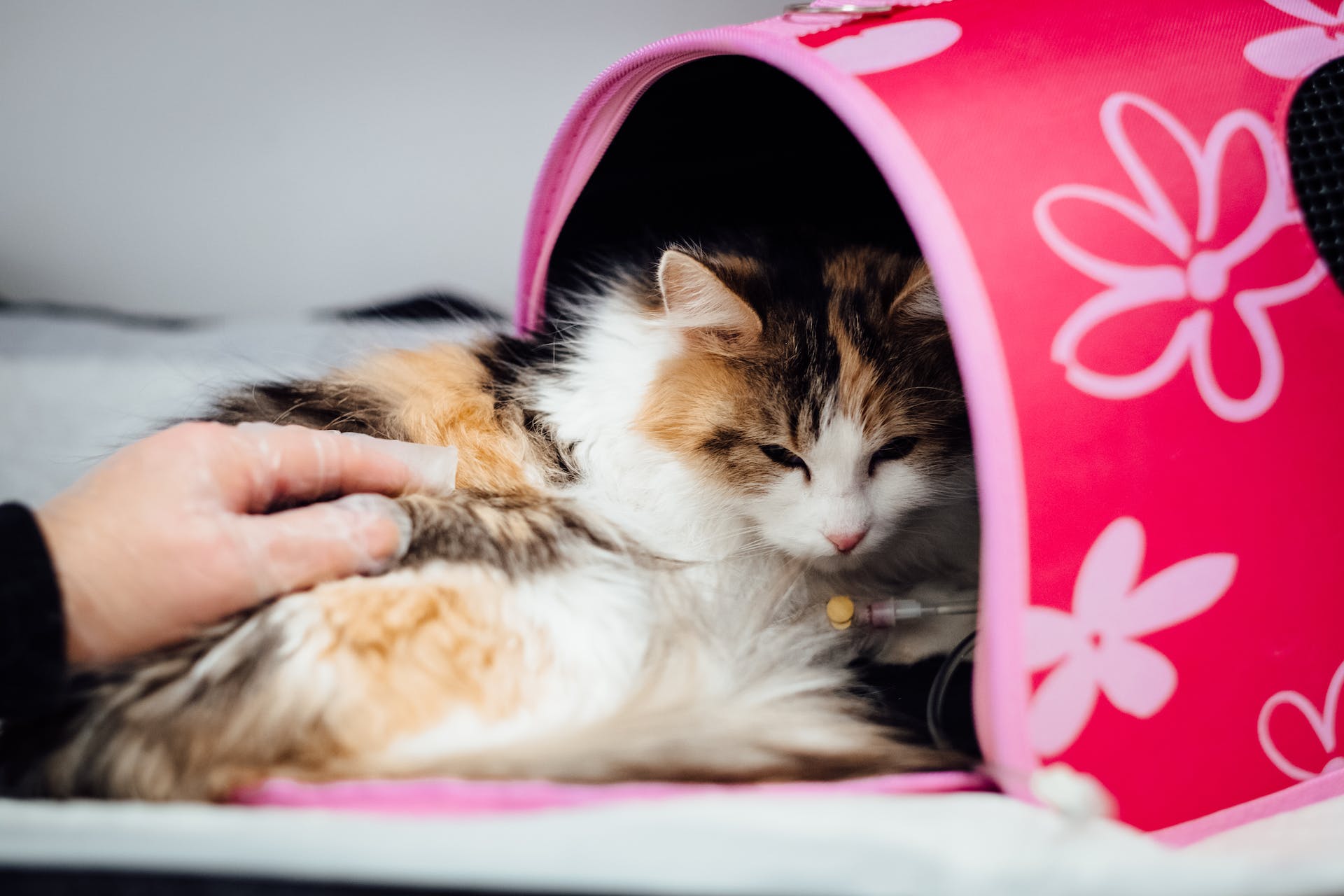 A cat sitting on a bed at a vet's clinic