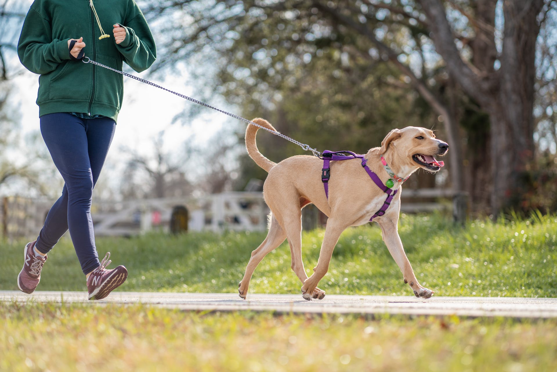 A woman running with a dog on leash in the early morning