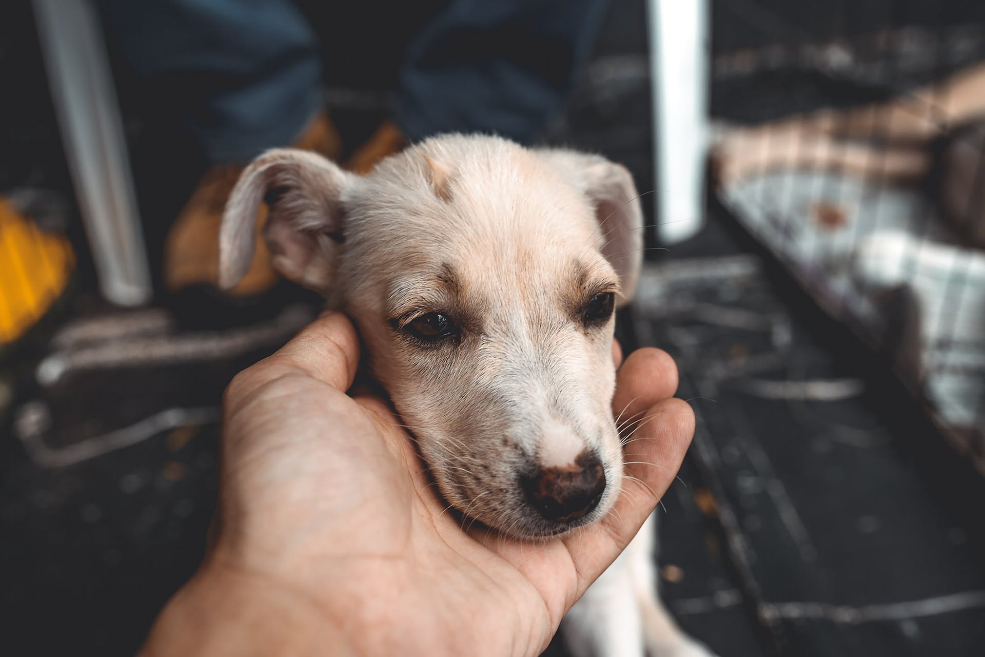 A puppy at an animal shelter