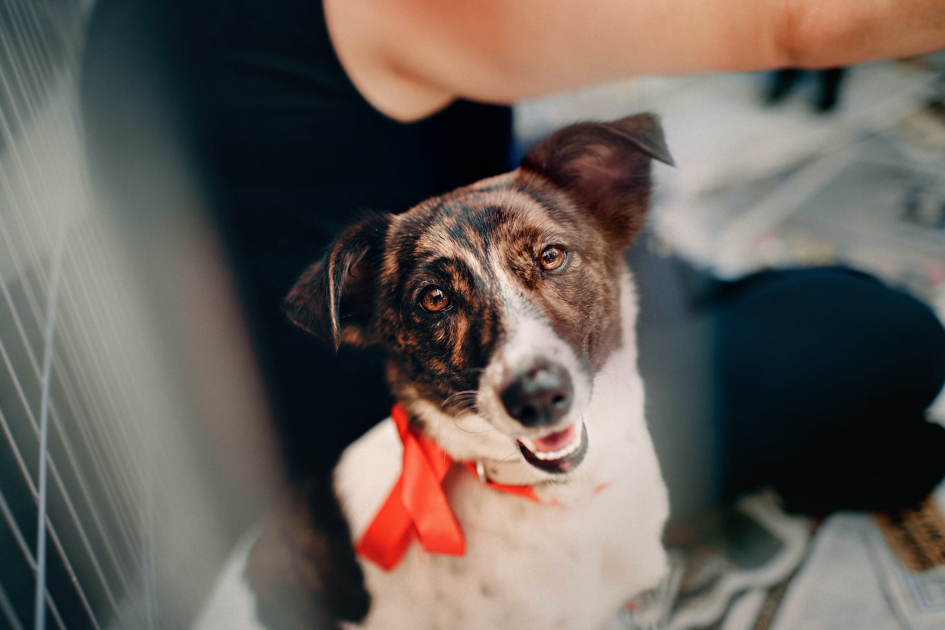 A rescue dog wearing a ribbon being driven to their new forever home