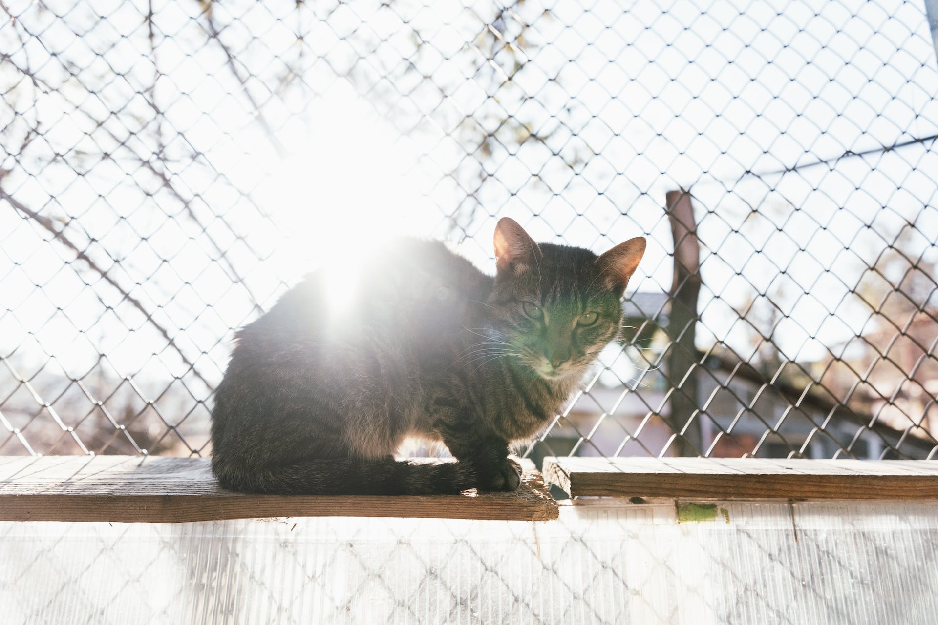 A cat sitting on a wooden shelf by a fence